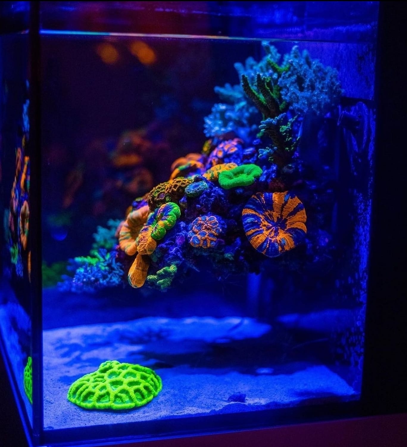 Floating Reef in an Aquarium