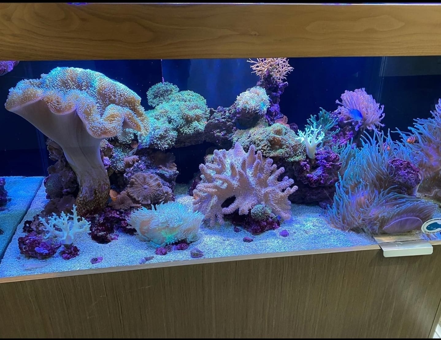 Client Corals and Anemones
