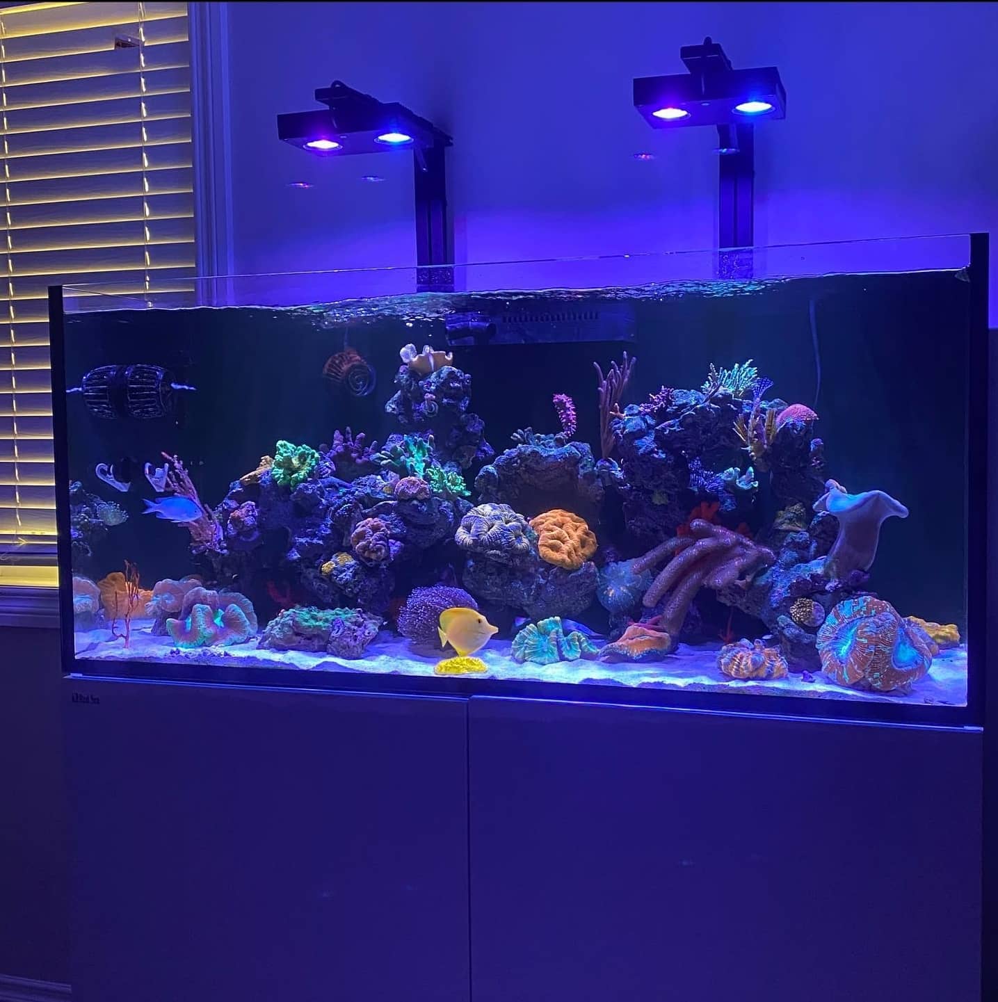 Beautiful Aquarium with Fish