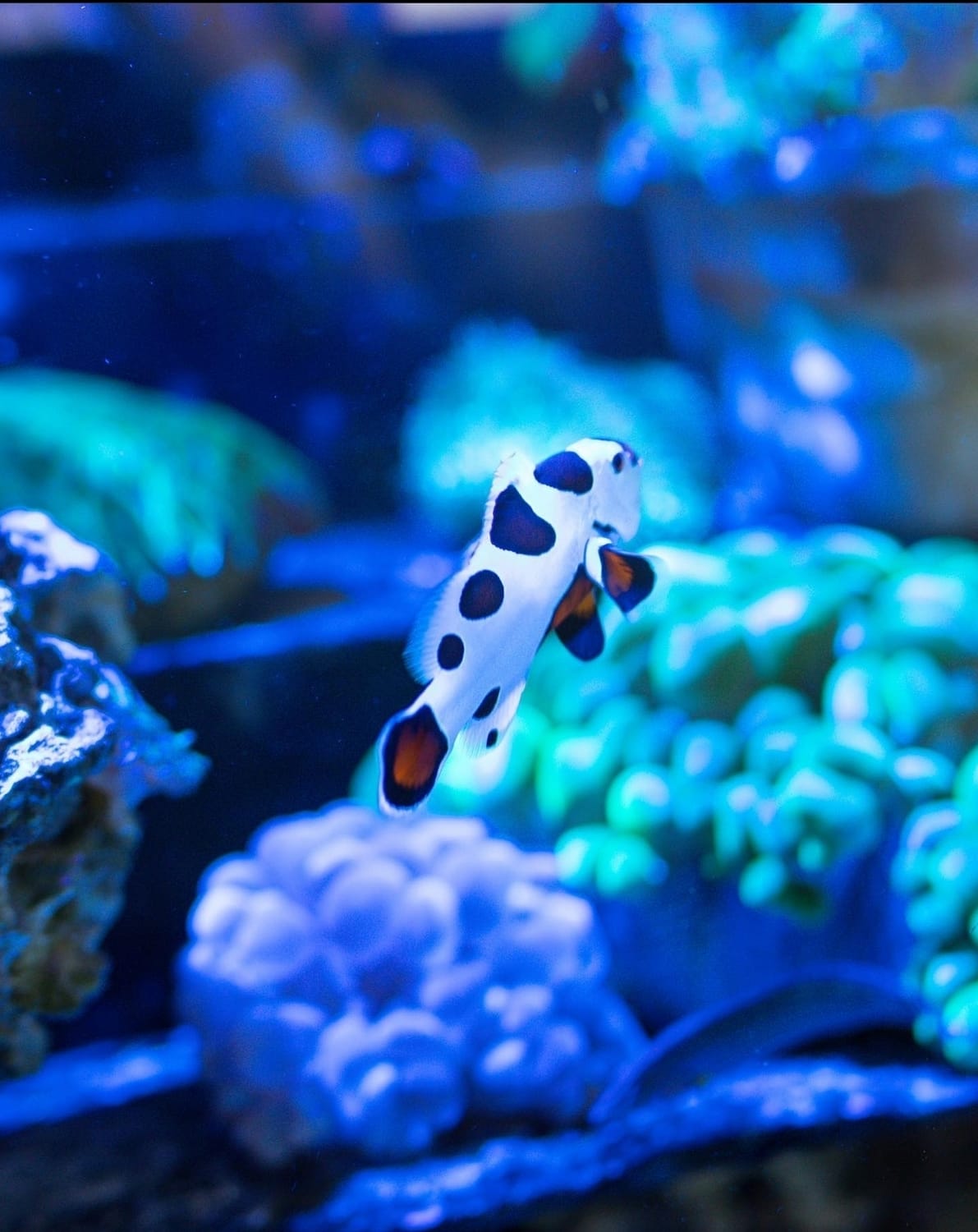 Mocha Storm Clownfish Swimming in an Aquarium