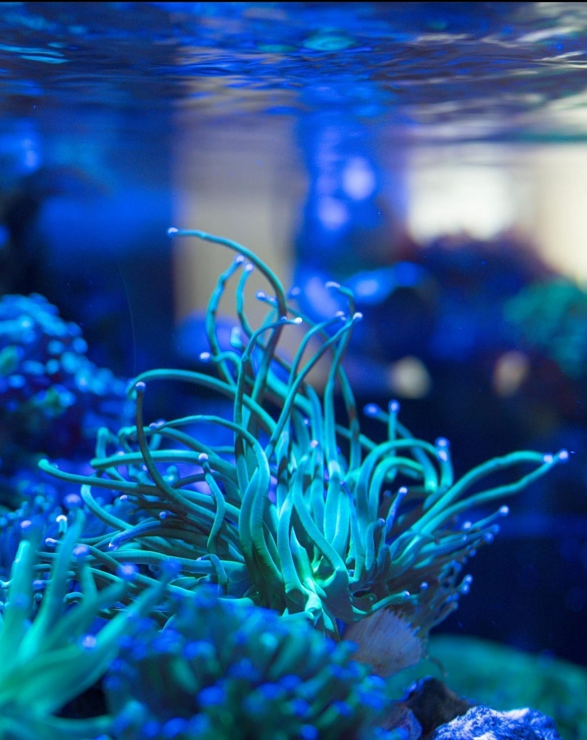 Sea Coral in an Aquarium