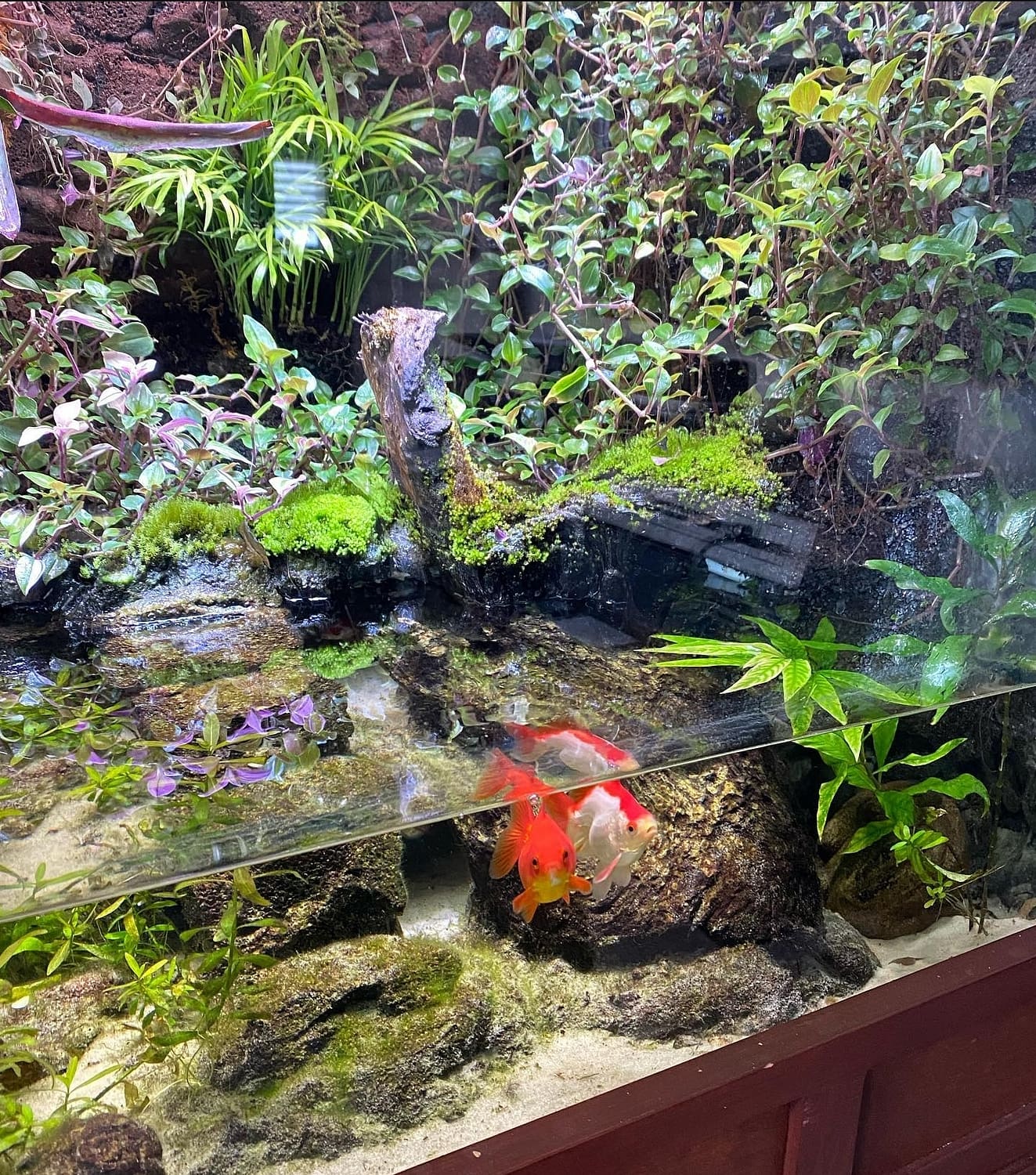 Customers Goldfish in Aquarium