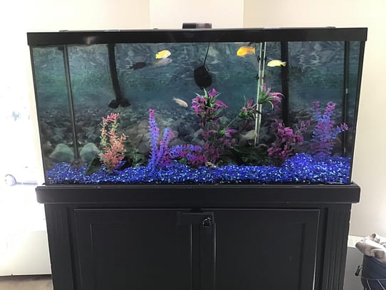 Standalone aquarium After Cleaning