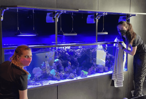 Employees Cleaning A Fish Tank