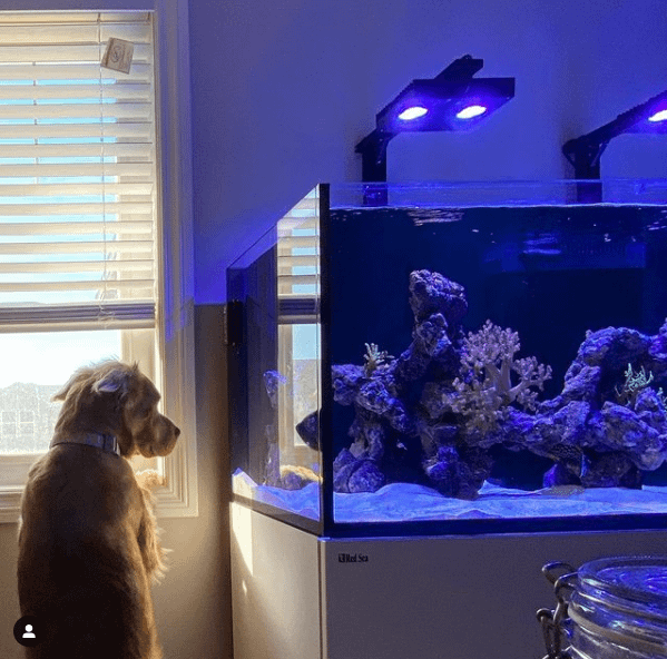 Dog Enjoying Fish Tank